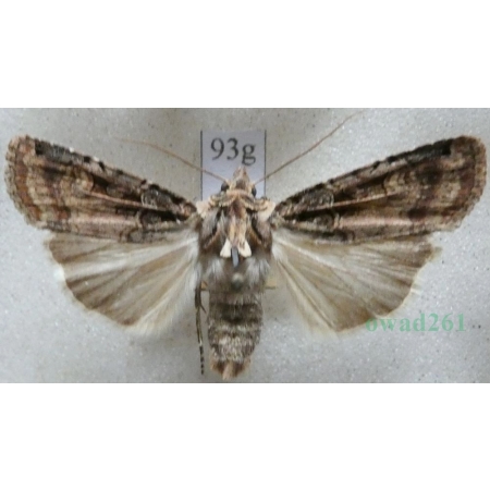 Opigena polygona (Denis & Schiffermüller, 1775) Czech93g